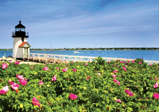 Wide shot of small lighthouse, pink flower bushes in foreground.
