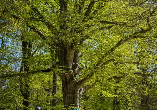 Guests biking under tree grove