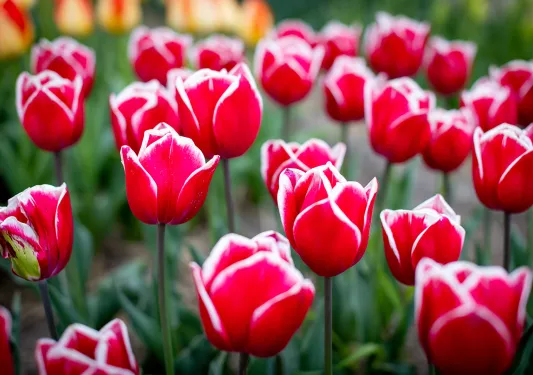 Close-up of red tulips with white tips.