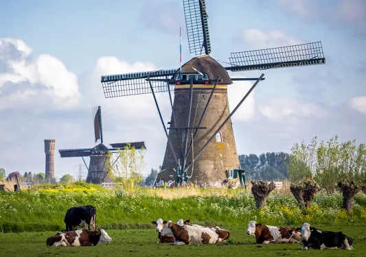 Wide shot of grassy field, windmills, cows, sky, etc.