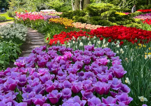 Shot of multi-colored flower beds, small trail running between.