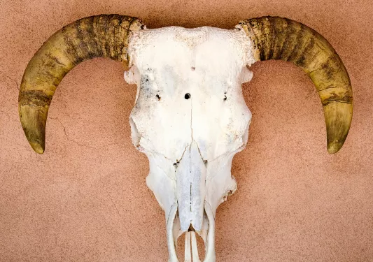 Mounted ram's skull