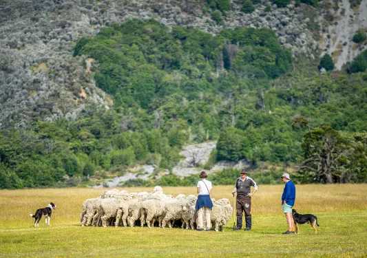 Asia & Pacific Sheep