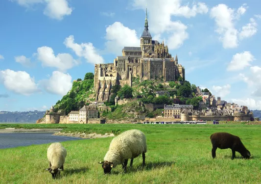 Sheep Grazing in Front of Castle