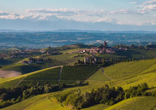 Wide, landscape shot of vineyards, tan brick buildings in distance.