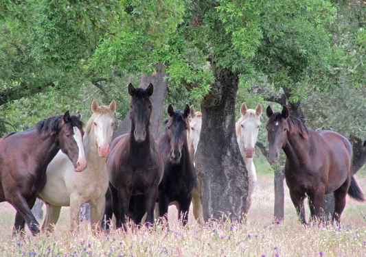 Pack of multi-colored horses in meadow under tree.