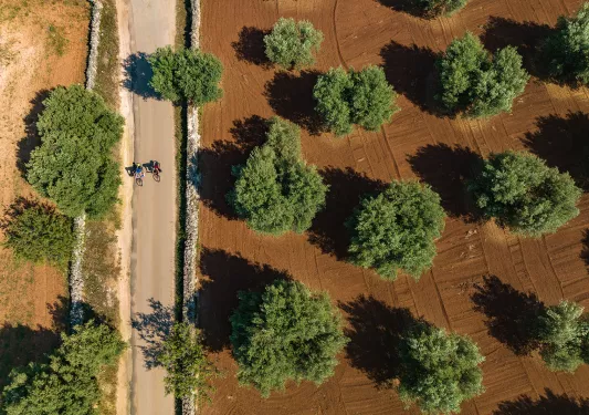 Aerial shot of guests cycling down farm road, freshly tilled and watered trees on their left.