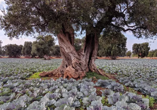 Large tree surrounded by red cabbage plants.