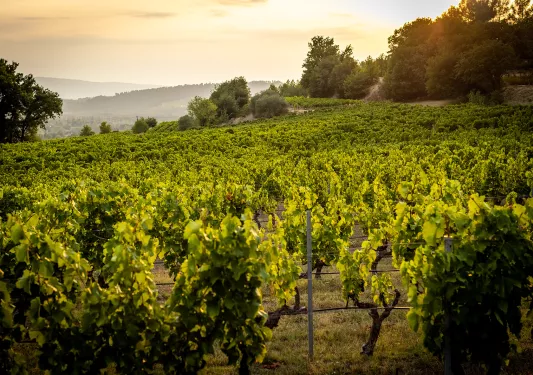 Shot of vast vineyard, sunset.
