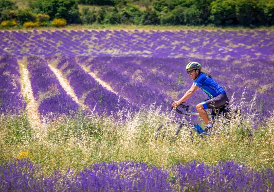 Guest cycling through lavender field.