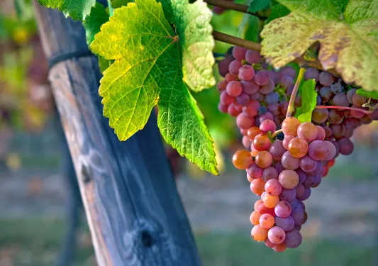 Grapes on a vine 