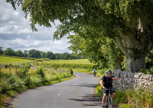 Guests cycling down road, stone wall, large tree to their left.