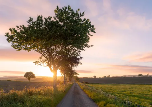 Shot of country road, large tree obscuring sunset.