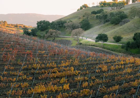 California vineyard during sunrise.