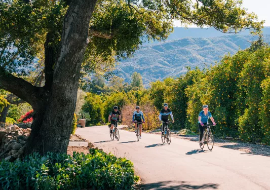 Guests riding past tall flower bushes in desert.