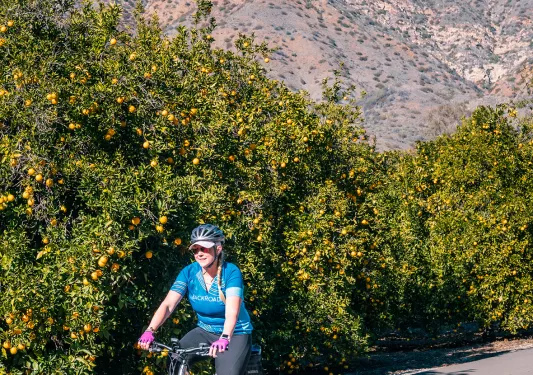 Guest cycling past orange trees, mountain behind her.
