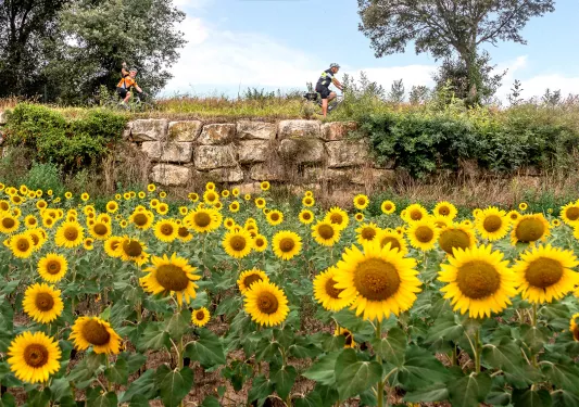 Biker riding past a field of sunflowers