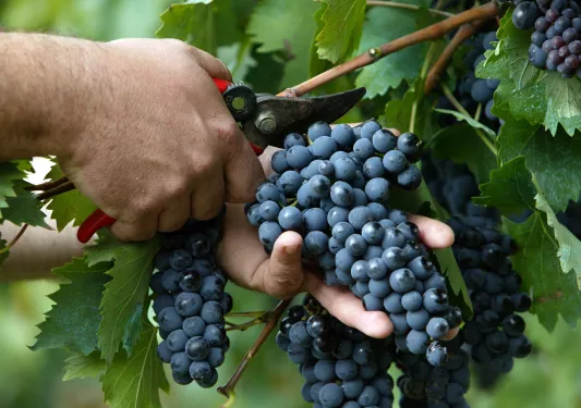 Close up of hand tending to red grapes.