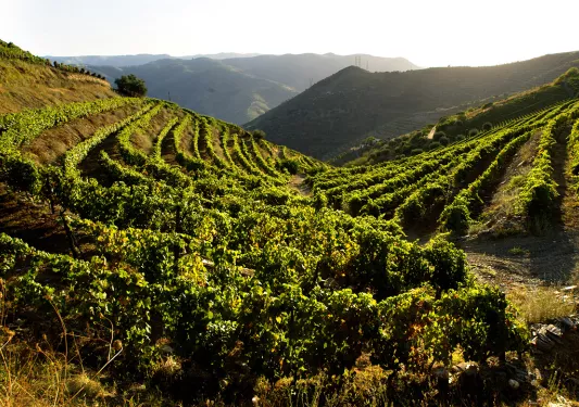 Wide shot of curved vineyard.