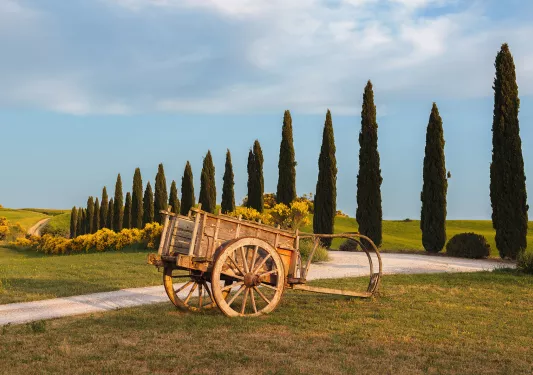 Wide shot o0f small wooden wheelbarrow, tree lined road.