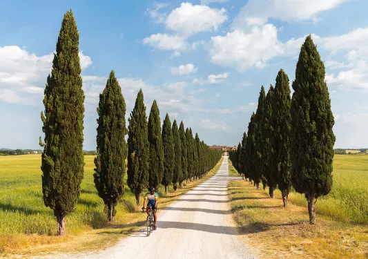 Guest cycling down lone, tree-lined road.