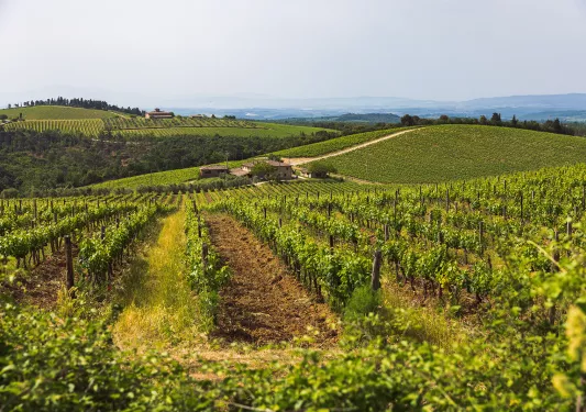 Wide shot of Italian wine country.