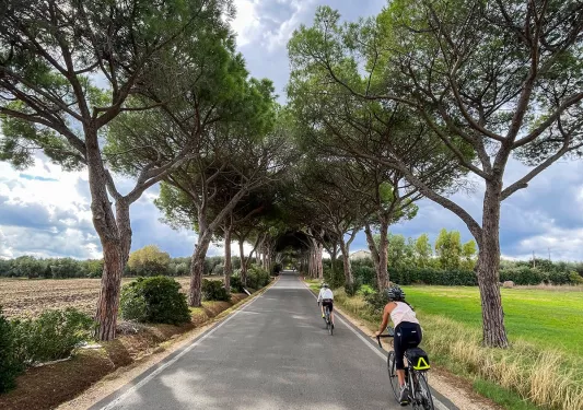 Two guests cycling down road, trees arching above them.