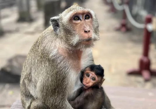 Monkey with baby at a temple in Asia