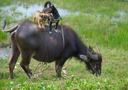 Two small dogs standing on the back of a cow grazing in a field