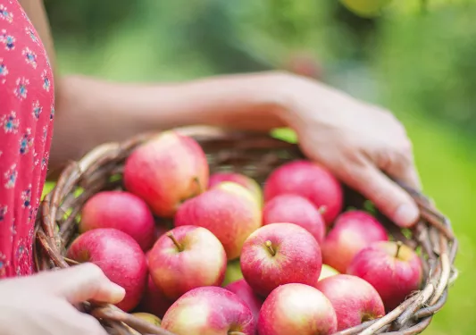 Shot of person carrying bushel of apples.