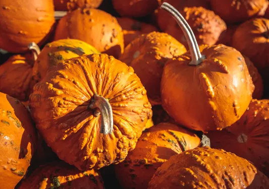 Shot of multiple pumpkins.