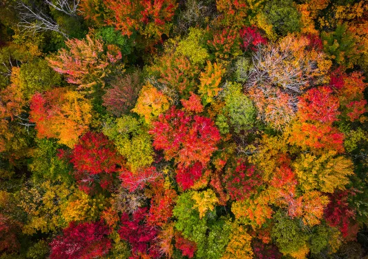 Overhead shot of autumnal, multicolored forest.