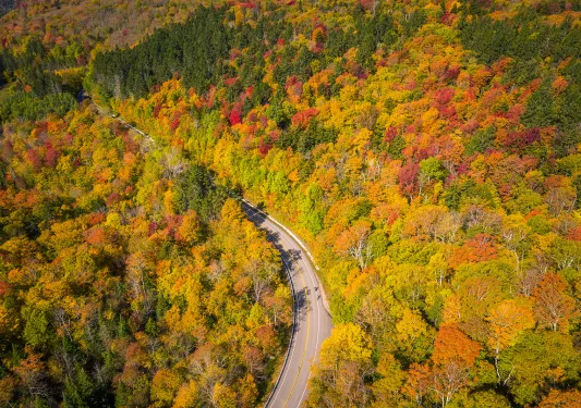 Bird's eye shot of autumnal forest, road.