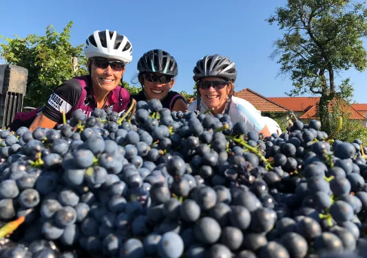 Three bikers posing behind a huge pile of grapes