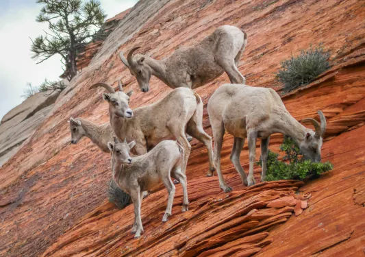 Herd of Desert Bighorn sheep.