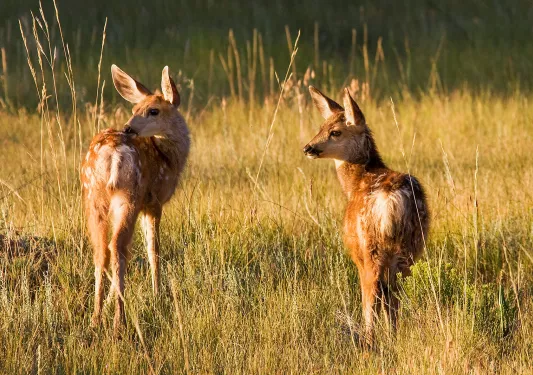 Close-up of two scruffy deer.