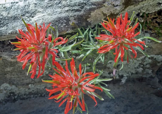 Close-up of Desert Paintbrush flower.
