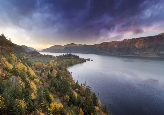 Grey and purple sky above green and yellow forest.