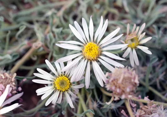 Close-up shot of a Townsend Daisy.