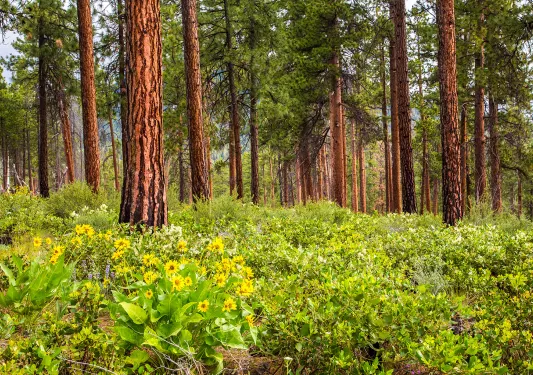 Shot of a large forest with small, yellow-flowered bushes below.