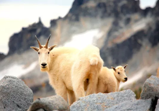 Close-up of Mountain Goats.