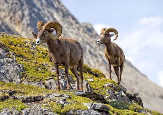 Close-up of two Bighorns, walking on mountainside. 