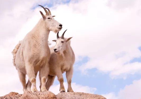 Mountain Goats against cloudy vista.