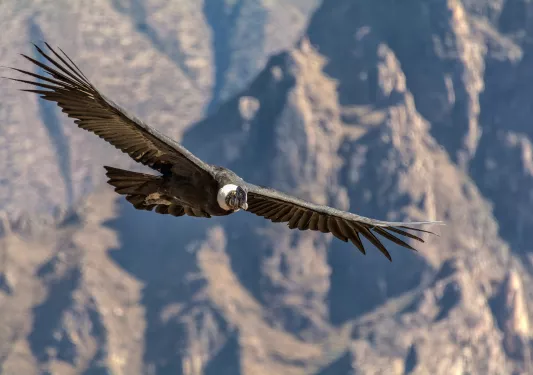 Shot of a Soaring Andean Condor.
