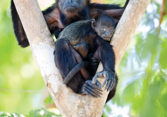 Monkeys in Tree Costa Rica