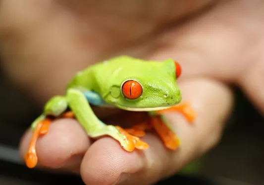 Frog in Guest's Hand