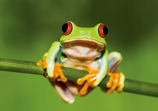 Frog Costa Rica