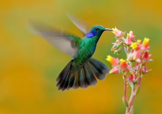 Humming Bird