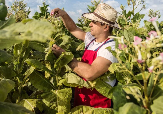 Tobacco Farming Cuba