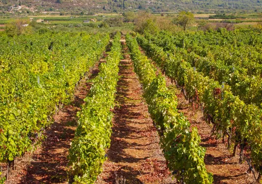 Shot of Mediterranean grapevines. 